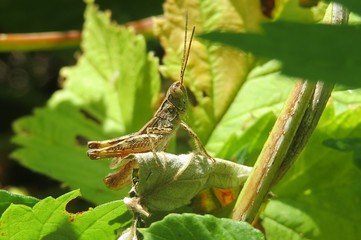 Brown grasshopper sitting on raspberry leaves in the garden, closeup 