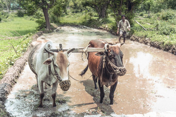 Indian farmer ploughing his fields