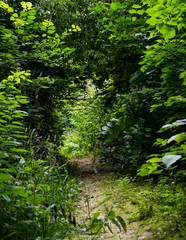 Fototapeta premium Path in a green summer forest