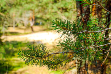 View of tall old trees in the evergreen primeval forest blue sky