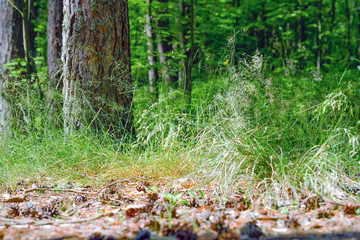 View of tall old trees in the evergreen primeval forest blue sky