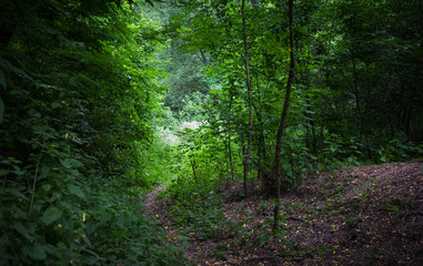 Picturesque dirt road in the forest