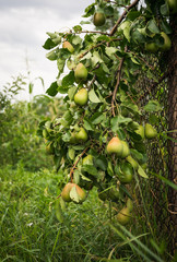 Ripe pears and old rustic garden fence