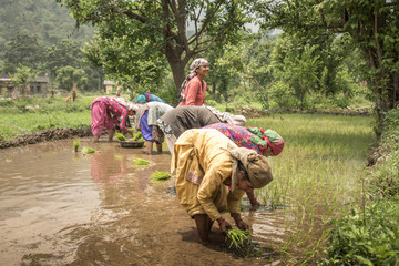Indian Woman farmer planting rice seedlings in the rice paddy field.