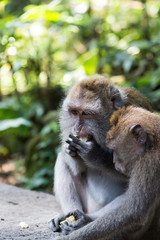 a little monkey view