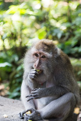 a little monkey view