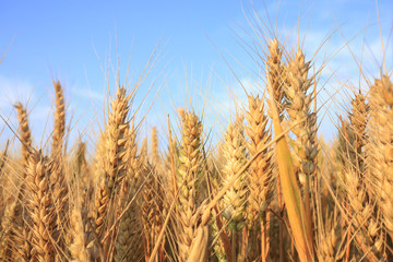 wheat mature