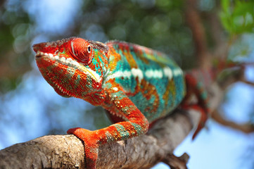 chamaeleon furcifer pardalis