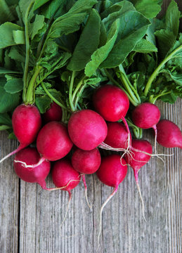 Fresh purple radish