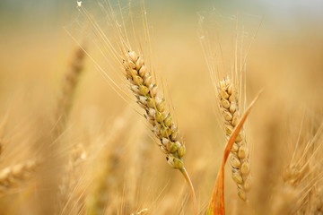 Fototapeta premium wheat mature