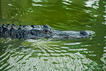 Naklejka premium Aligator - Texas, USA