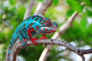 chamaeleon furcifer pardalis © Natallia Vintsik