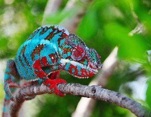 chamaeleon furcifer pardalis