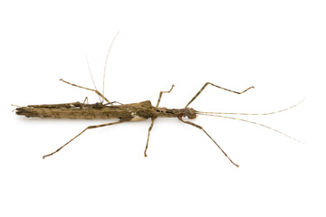 Image of a siam giant stick insect and stick insect baby on white background. Insect Animal.