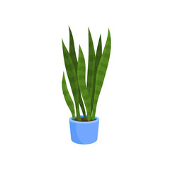 Flat vector icon of sansevieria trifasciata or snake plant in blue pot. Decorative houseplant with long bright green leaves
