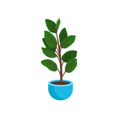 Ficus elastic or rubber plant in bright blue flowerpot. Tall houseplant with wide green leaves. Home potted plant. Flat vector design