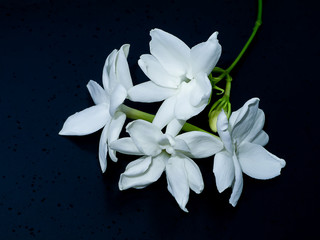 Fototapeta premium Close up of jasmine flower.
