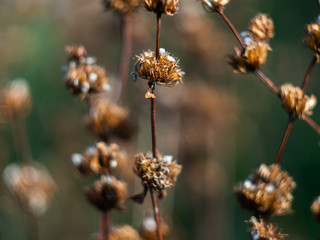 Dry stems of a plant with seeds. Dried plant.