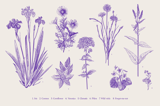 Set garden flowers. Vintage classical botanical illustration. Ultraviolet