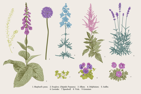 Set garden flowers. Classical botanical illustration. Blue, violet, pink, purple flowers