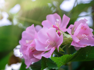 Close up of Pink Dombeya flower