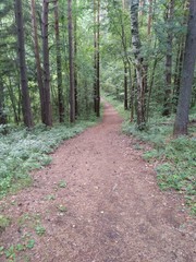 forest's path