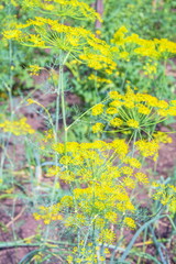 Dill plant grows in the garden