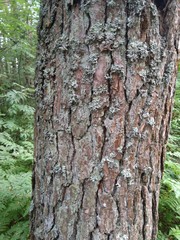 pine's bark