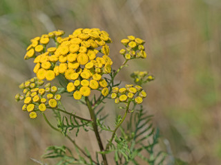 Blühender Rainfarn, Tanacetum vulgare