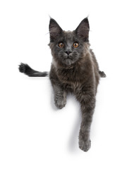 Very cute solid blue Maine Coon cat kitten laying down with front paws hanging over edge, looking at camera isolated on white background