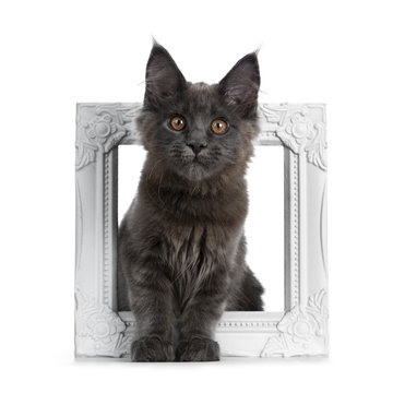 Very cute solid blue Maine Coon cat kitten sitting through a white picture frame, looking at camera isolated on white background