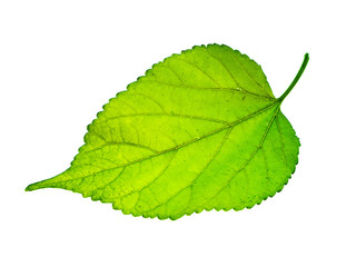 Close up leaf on white background.