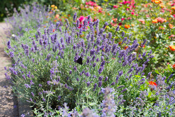 Lavender and roses in the garden