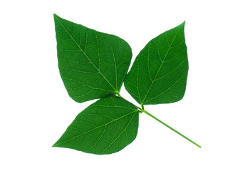 Close up of Wing bean flower.