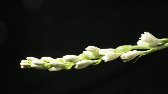 Time lapse of  tuberosa flower opening on black background
