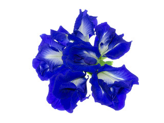 Blue Pea or Butterfly Pea.