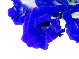 Blue Pea or Butterfly Pea.