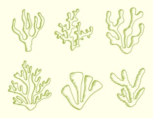 algae set drawing of a handmade monochrome vector. isolated on white background