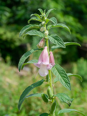 Sasame flower on tree