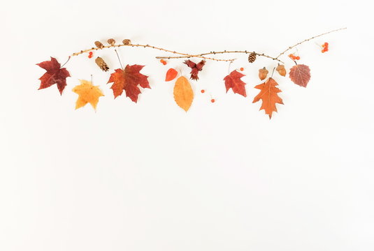 Autumn composition background. Pattern made of autumn tree leaves on white background. Top view. Copy space. Flat lay
