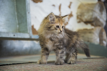 little cute kitten