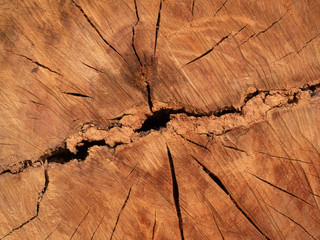 Texture of Eucalyptus wood background