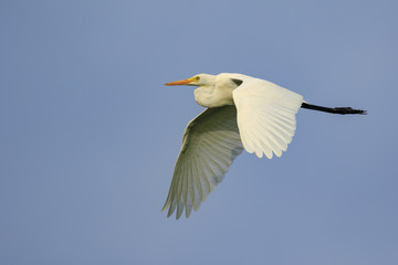 Image of Great white egret flying in the sky. Bird, Animals.