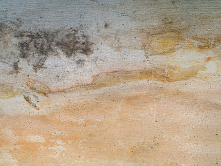 Surface bark of eucalyptus tree.