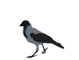 Gray crow on white background, flat design, vector eps 10