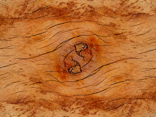 Texture of Eucalyptus wood background.