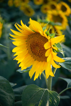 Beautiful sunflower field in summer