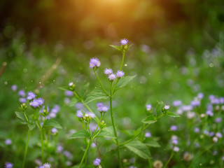 Fototapeta premium Close up soft violet flower grass.