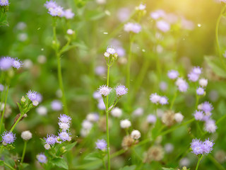 Close up soft violet flower grass.