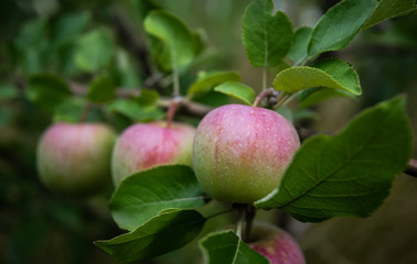 Ripe apples in the orchard